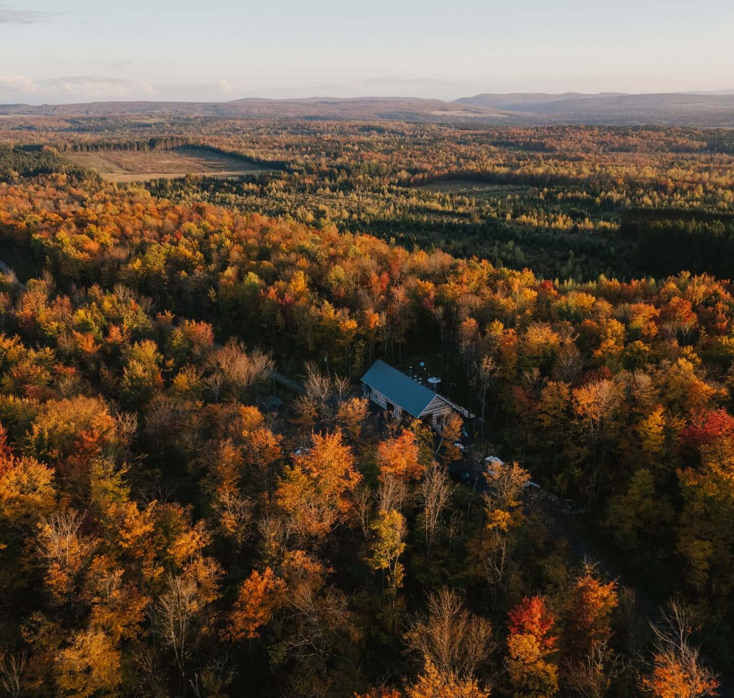 Protégeons les érables en forêt publique